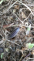 Porcellio hoffmannseggii