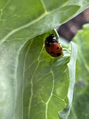 Coccinella septempunctata