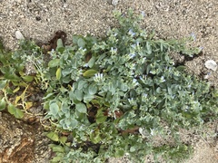 Mertensia simplicissima