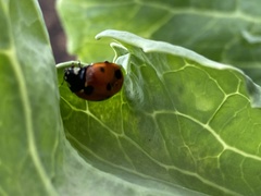 Coccinella septempunctata