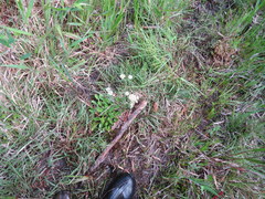Erigeron vernus