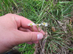 Erigeron vernus
