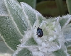 Sehirus cinctus cinctus