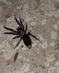 Lampona cylindrata