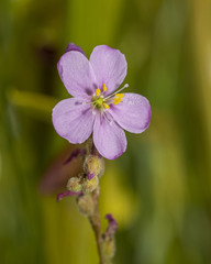 Drosera tracyi