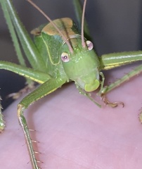 Cyrtophyllicus chlorum