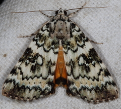 Catocala connubialis