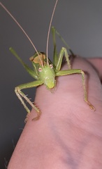 Cyrtophyllicus chlorum