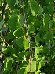 Cercidiphyllum japonicum