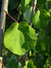 Cercidiphyllum japonicum