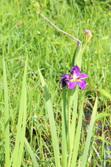 Iris × vinicolor