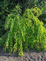 Cercidiphyllum japonicum