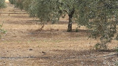 Caprimulgus ruficollis