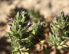 Pogogyne serpylloides