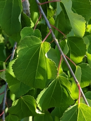 Cercidiphyllum japonicum