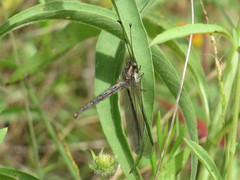 Ascaloptynx appendiculata