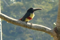 Pteroglossus aracari