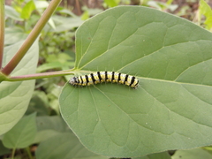 Alypiodes bimaculata