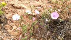 Malva trimestris