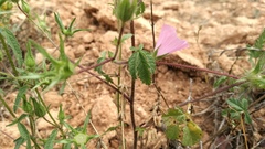 Malva trimestris