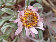 Townsendia florifera