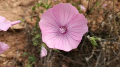 Malva trimestris