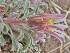 Townsendia florifera