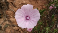 Malva trimestris