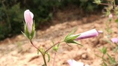 Malva trimestris