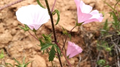 Malva trimestris