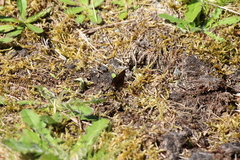 Callophrys johnsoni
