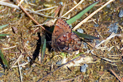 Callophrys lanoraieensis