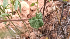 Malva trimestris