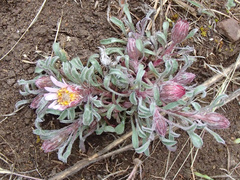 Townsendia florifera