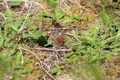 Callophrys johnsoni