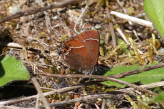 Callophrys johnsoni