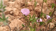 Malva trimestris