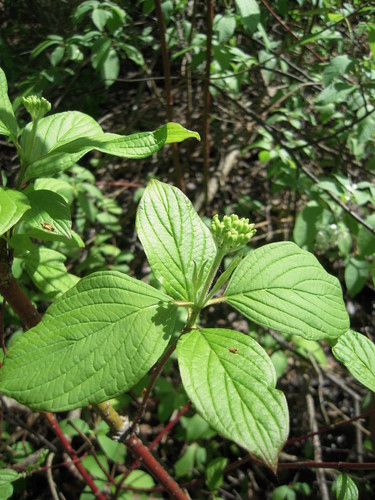 baltoji sedula nuotrauka