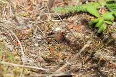 Callophrys johnsoni