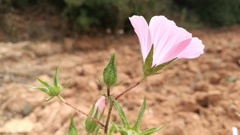 Malva trimestris