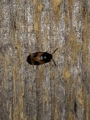 Mycetophagus punctatus