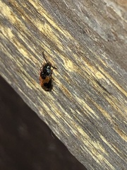 Mycetophagus punctatus