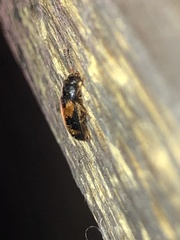 Mycetophagus punctatus