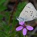 Silvery Blue - Photo (c) David Martin, some rights reserved (CC BY-NC), uploaded by David Martin
