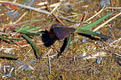 Callophrys lanoraieensis