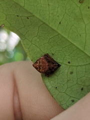 Araneus acuminatus