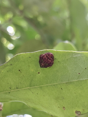 Araneus acuminatus