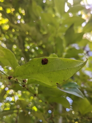 Araneus acuminatus
