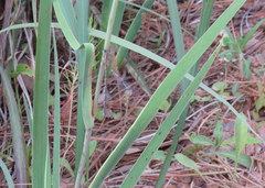 Lestes australis image