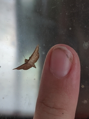 Hypolamprus ypsilon